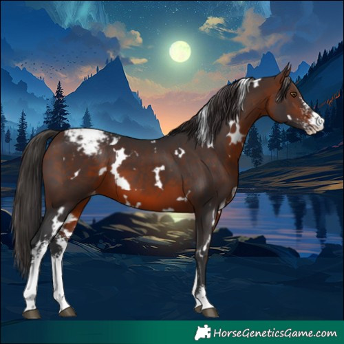 Horse Color:White Spotted Brown Sabino Appaloosa 
