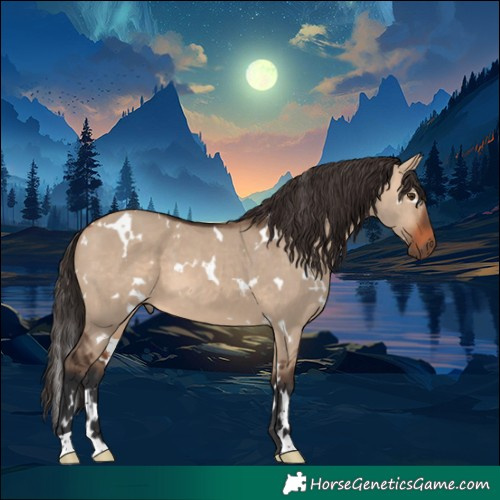 Horse Color:White Spotted Bay Dun 