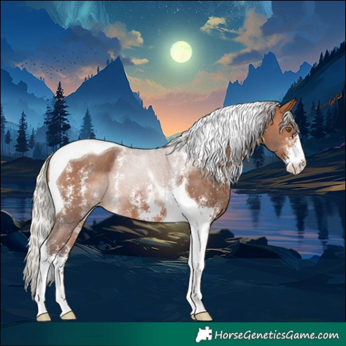 Horse Color:Silver Bay Sabino Tobiano Appaloosa 