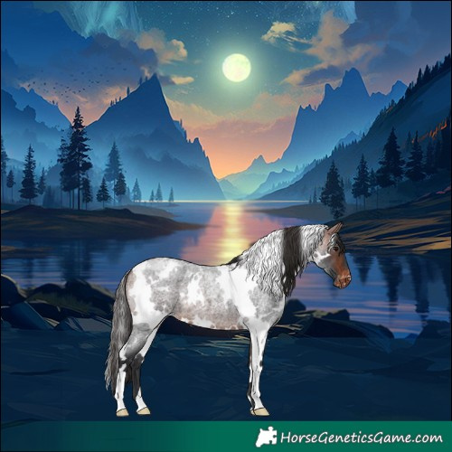 Horse Color:White Spotted Bay Roan Appaloosa