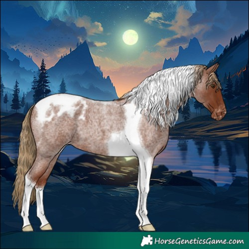 Horse Color:Red Roan Tobiano Appaloosa 