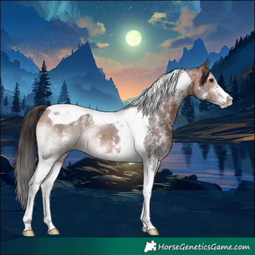 Horse Color:Bay Sabino Tobiano