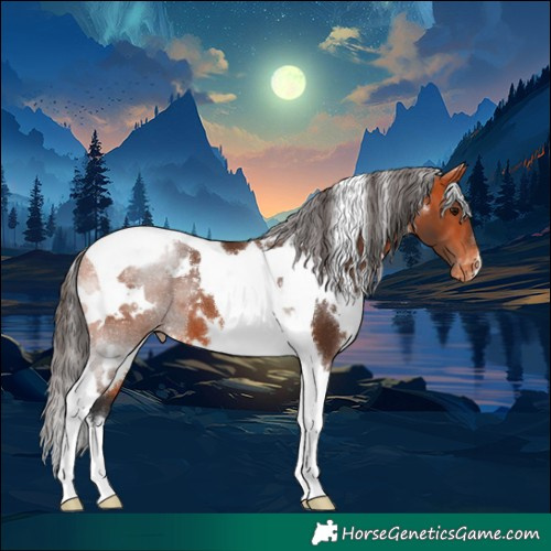 Horse Color:White Spotted Bay Tobiano Appaloosa