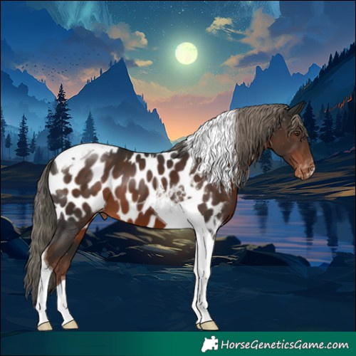 Horse Color:Liver Chestnut Tobiano Appaloosa