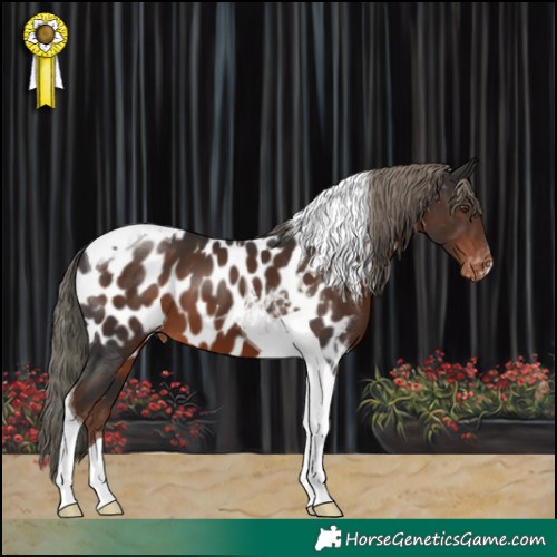 Horse Color:Liver Chestnut Tobiano Near Leopard