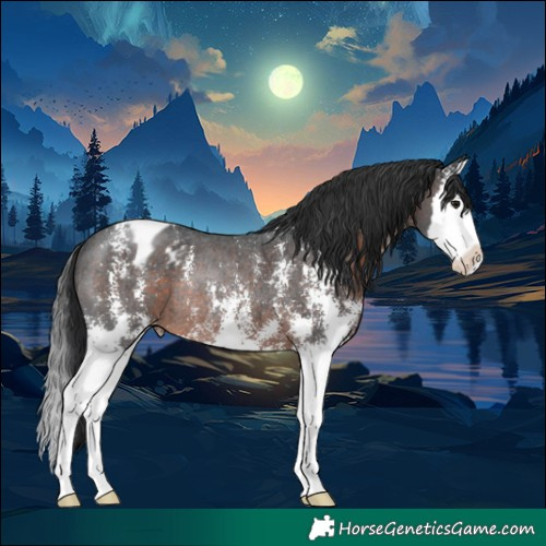 Horse Color:Brown Sabino Splash Appaloosa Rabicano 