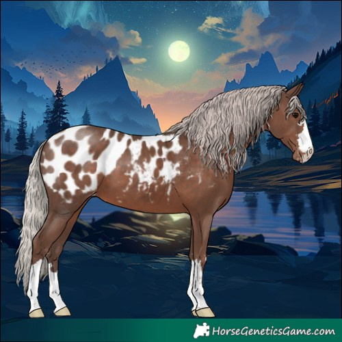 Horse Color:Silver Black Appaloosa 