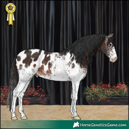Horse Color:White Spotted Brown Blanket Rabicano