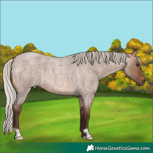 Horse Color:Silver Brown Roan Dun