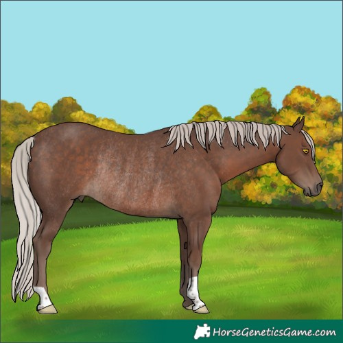 Horse Color:Silver Black Rabicano 