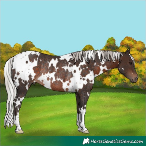 Horse Color:White Spotted Silver Brown Rabicano