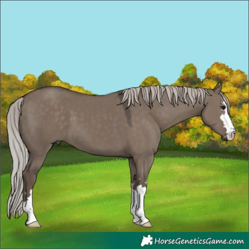 Horse Color:Silver Grullo