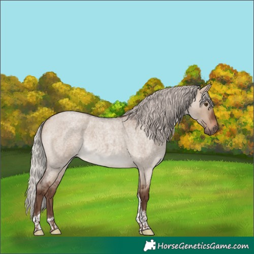 Horse Color:Silver Bay Roan Dun Tobiano 