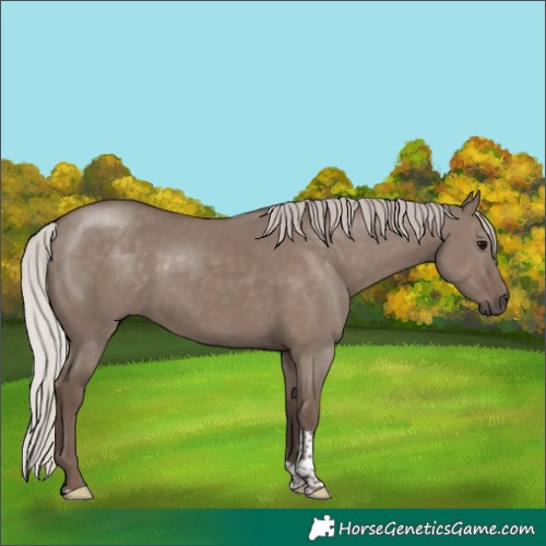 Horse Color:Silver Grullo Tobiano
