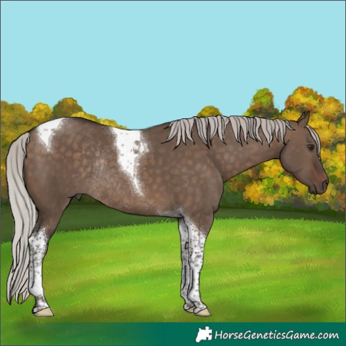 Horse Color:Silver Brown Dun Tobiano Rabicano