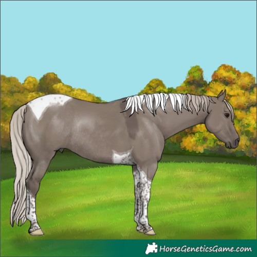 Horse Color:Silver Grullo Tobiano Rabicano
