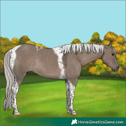 Horse Color:Silver Grullo Tobiano Rabicano