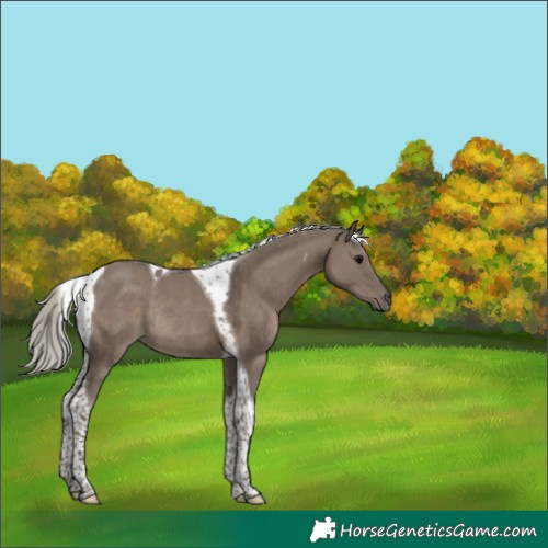 Horse Color:Silver Grullo Tobiano Rabicano 
