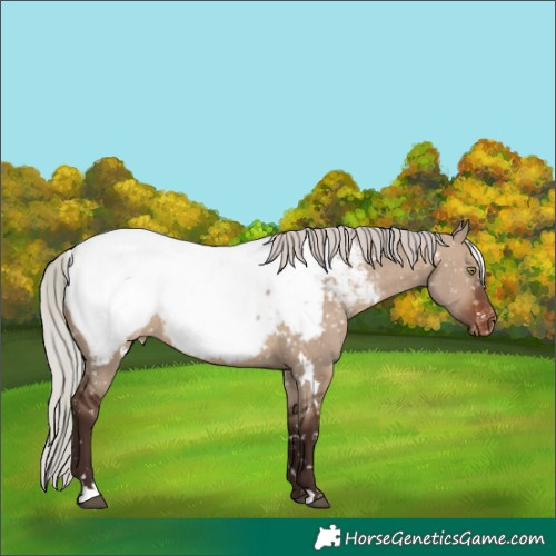 Horse Color:White Spotted Silver Brown Dun Near Fewspot Rabicano 