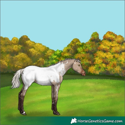 Horse Color:White Spotted Silver Brown Dun Appaloosa Rabicano 