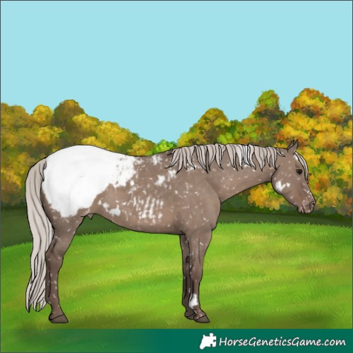 Horse Color:White Spotted Silver Grullo Appaloosa Rabicano