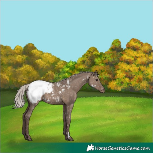 Horse Color:White Spotted Silver Grullo Appaloosa Rabicano 
