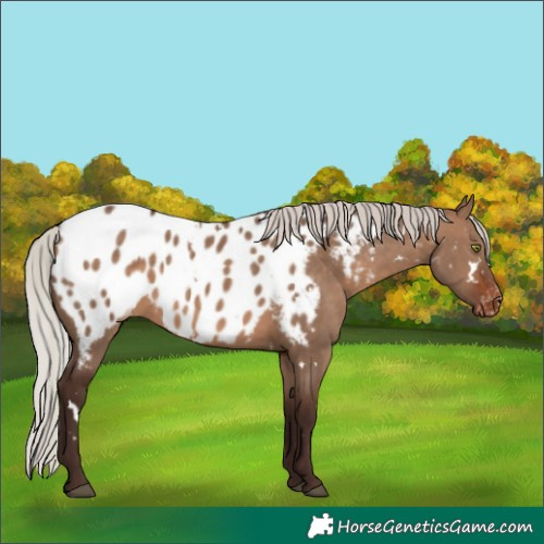 Horse Color:White Spotted Silver Brown Dun Appaloosa Rabicano 