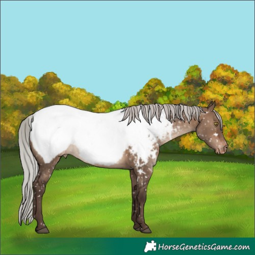 Horse Color:White Spotted Silver Brown Dun Appaloosa Rabicano 