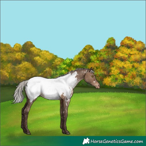Horse Color:White Spotted Silver Brown Dun Appaloosa Rabicano 