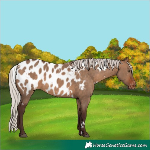 Horse Color:White Spotted Silver Brown Dun Appaloosa Rabicano