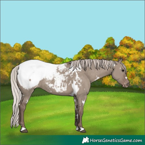 Horse Color:White Spotted Silver Grullo Appaloosa Rabicano