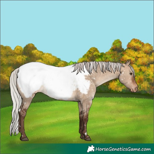 Horse Color:White Spotted Silver Brown Dun Appaloosa Rabicano 