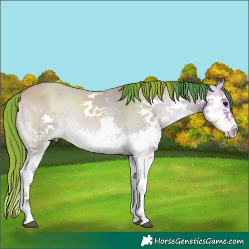 Horse Color:Watercolor Bay Onyx Splash Rabicano