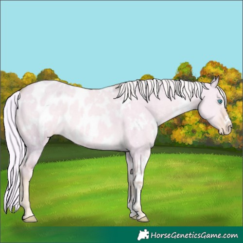 Horse Color:Watercolor White Spotted Cremello Dun Near Leopard