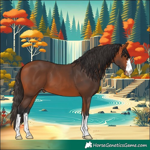 Horse Color:Bay Appaloosa