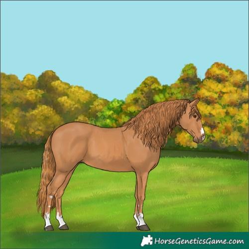 Horse Color:Chestnut 