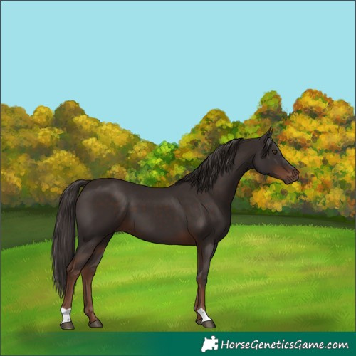 Horse Color:Liver Chestnut