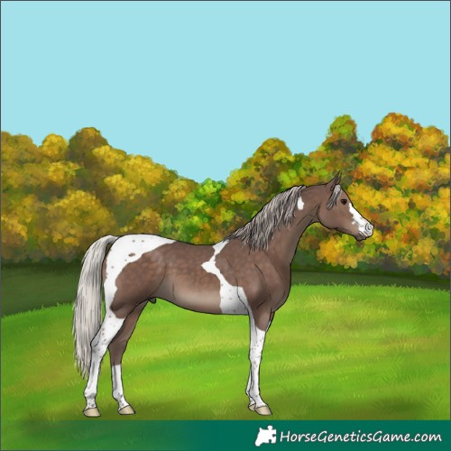 Horse Color:Silver Black Tobiano