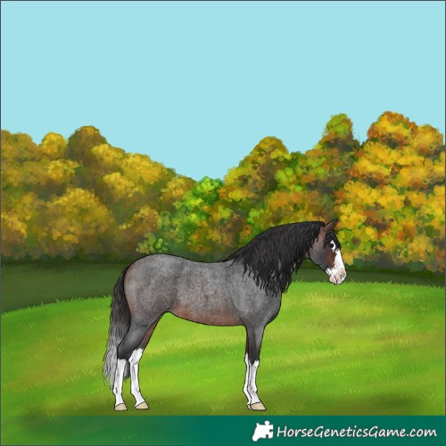 Horse Color:Brown Roan Splash 