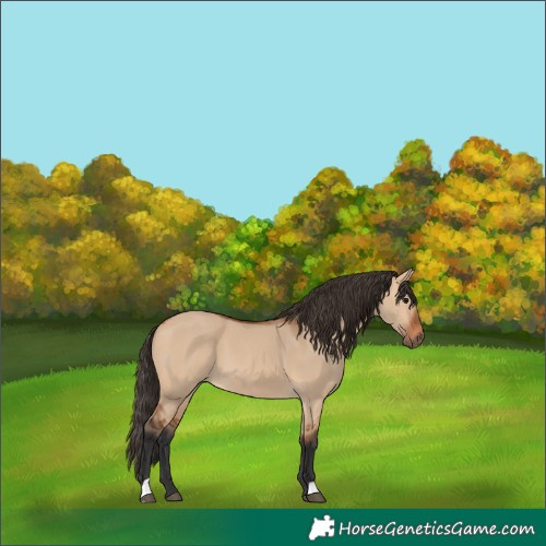 Horse Color:Bay Dun