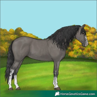 Horse Color:Grullo Sabino 
