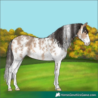 Horse Color:Bay Dun Sabino