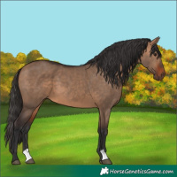 Horse Color:Bay Dun