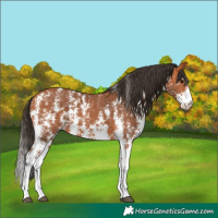 Horse Color:Bay Sabino