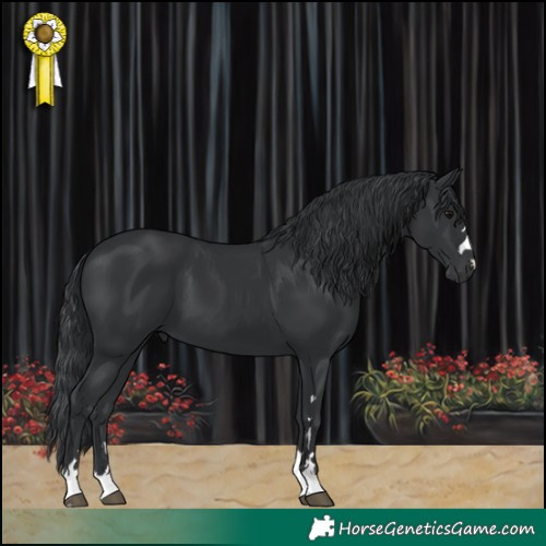 Horse Color:Black 