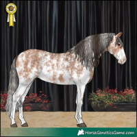 Horse Color:Bay Sabino 