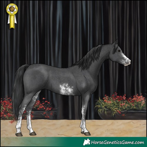 Horse Color:Black Sabino