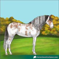 Horse Color:Bay Sabino 