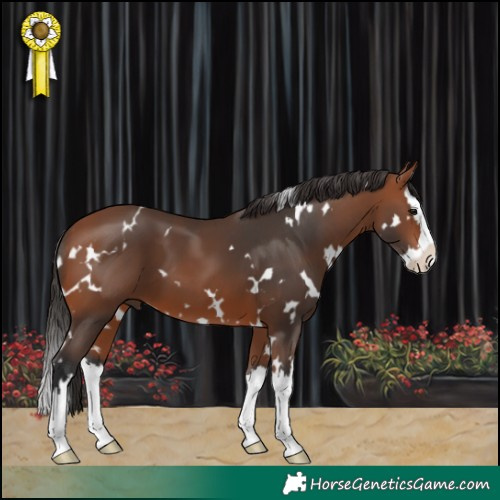 Horse Color:White Spotted Bay Splash