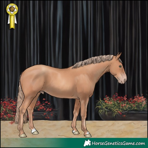 Horse Color:Gold Champagne